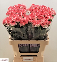 Dianthus Single Coralie 60cm