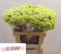 Dianthus Single Marty Dark Green 60cm
