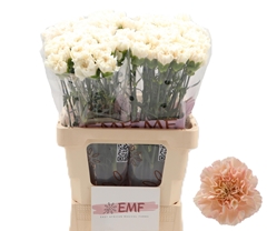 Dianthus Single Peach Tea+ 65cm