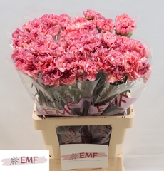 Dianthus Single Ocaso+ 65cm