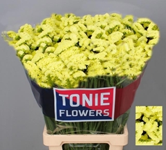 Limonium Sinuatum Yellow Sun Birds 70cm 35gr.