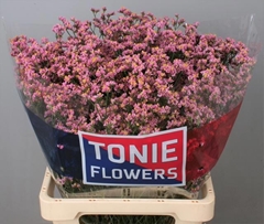 Limonium Sinense Anouchka Diamond 65cm 30gr.