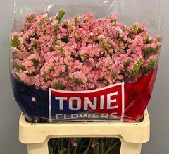 Limonium Sinuatum Emma Peach+ 60cm 30gr.