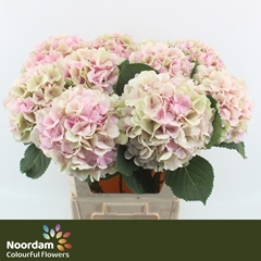 Hydrangea Verena Classic 80cm 23-25cm Hd