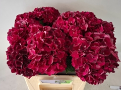 Hydrangea Dark Ruby 40cm 14-16cm Hd