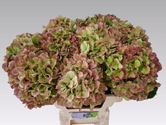 Hydrangea Verena Classic 60cm 16-18cm Hd