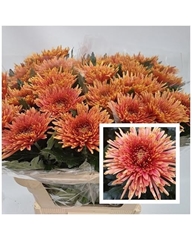 Chrysanth Single Tula Copper 80cm 110gr.