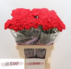 Dianthus Single Sparta+ 65cm