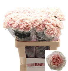 Dianthus Single Altair 60cm