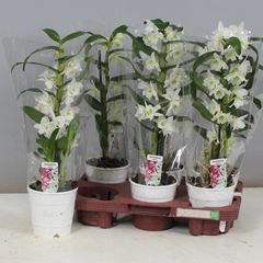 Dendrobium Nobile Cultivars 12Ø 40cm 1st