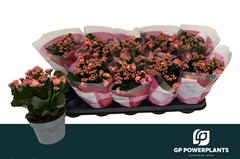 Kalanchoe Double Perfecta Pink 12Ø 25cm