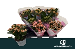 Kalanchoe Double Perfecta Mix 12Ø 24cm