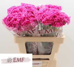 Dianthus Single Farida 60cm