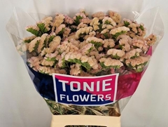 Limonium Sinuatum Apricot Sun Birds 65cm 30gr.