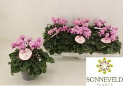Cyclamen Petit Moulin 13Ø 27cm