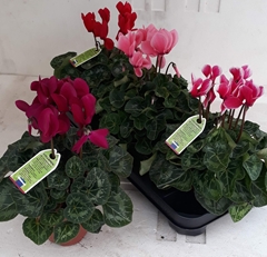 Cyclamen Midi Super Serie Macro 13Ø 30cm