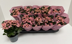 Kalanchoe Double Perfecta Pink 12Ø 25cm