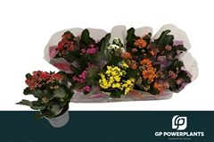 Kalanchoe Double Perfecta Mix 12Ø 24cm