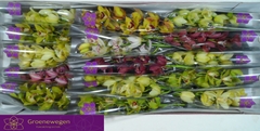 Cymbidium Mini Mix 50cm