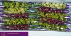 Cymbidium Mini Mix 60cm