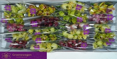 Cymbidium Mini Mix 40cm