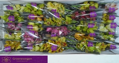 Cymbidium Mini Mix 30cm
