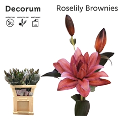 Lily Double Roselily Painted Brownies 85cm 3+