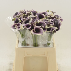 Zantedeschia Dubai Nights 45cm