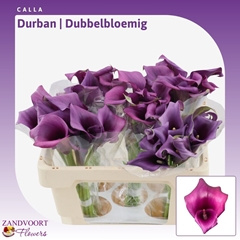 Zantedeschia Durban 50cm Twisted