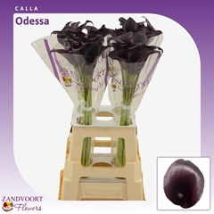 Zantedeschia Odessa 70cm