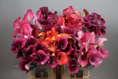 Zantedeschia Mixed 70cm Twisted