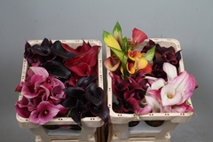 Zantedeschia Mixed 45cm Twisted