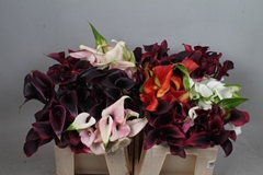 Zantedeschia Mixed 40cm Twisted