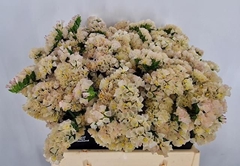 Limonium Sinuatum Apricot Sun Birds 40cm 15gr.