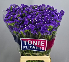 Limonium Sinuatum Crystal Dark Blue 70cm 30gr.
