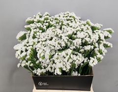 Limonium Sinuatum White Starlight Wings 40cm 15gr.