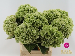 Hydrangea Royal Princess 80cm 20-22cm Hd