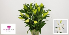 Lily Oriental Signum 70cm 2+