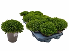 Hebe Emerald Grem 10Ø 15cm