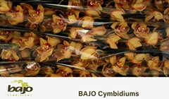 Cymbidium Hms. Valencia 80cm