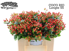 Hypericum Coco Rio 55cm
