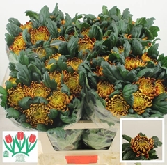 Chrysanth Single Fuego 75cm 120gr.