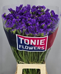 Limonium Sinuatum Crystal Dark Blue 80cm 60gr.