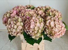 Hydrangea Adora Classic 60cm 16-18cm Hd