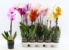 Phalaenopsis Mix 8 Colours 12Ø 55cm 2st