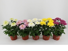 Chrysanth Zembla Mix 15Ø 33cm