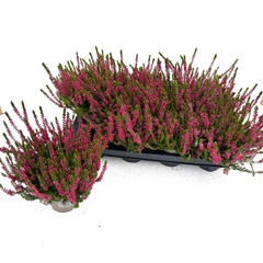 Calluna Garden Girls Athene 11Ø 20cm