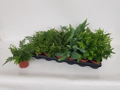 Ferns Mix 8Ø 20cm