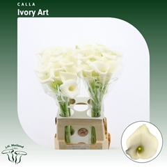 Zantedeschia Ivory Art 70cm
