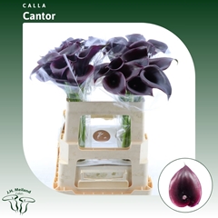 Zantedeschia Cantor 55cm